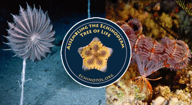 EchinoDB